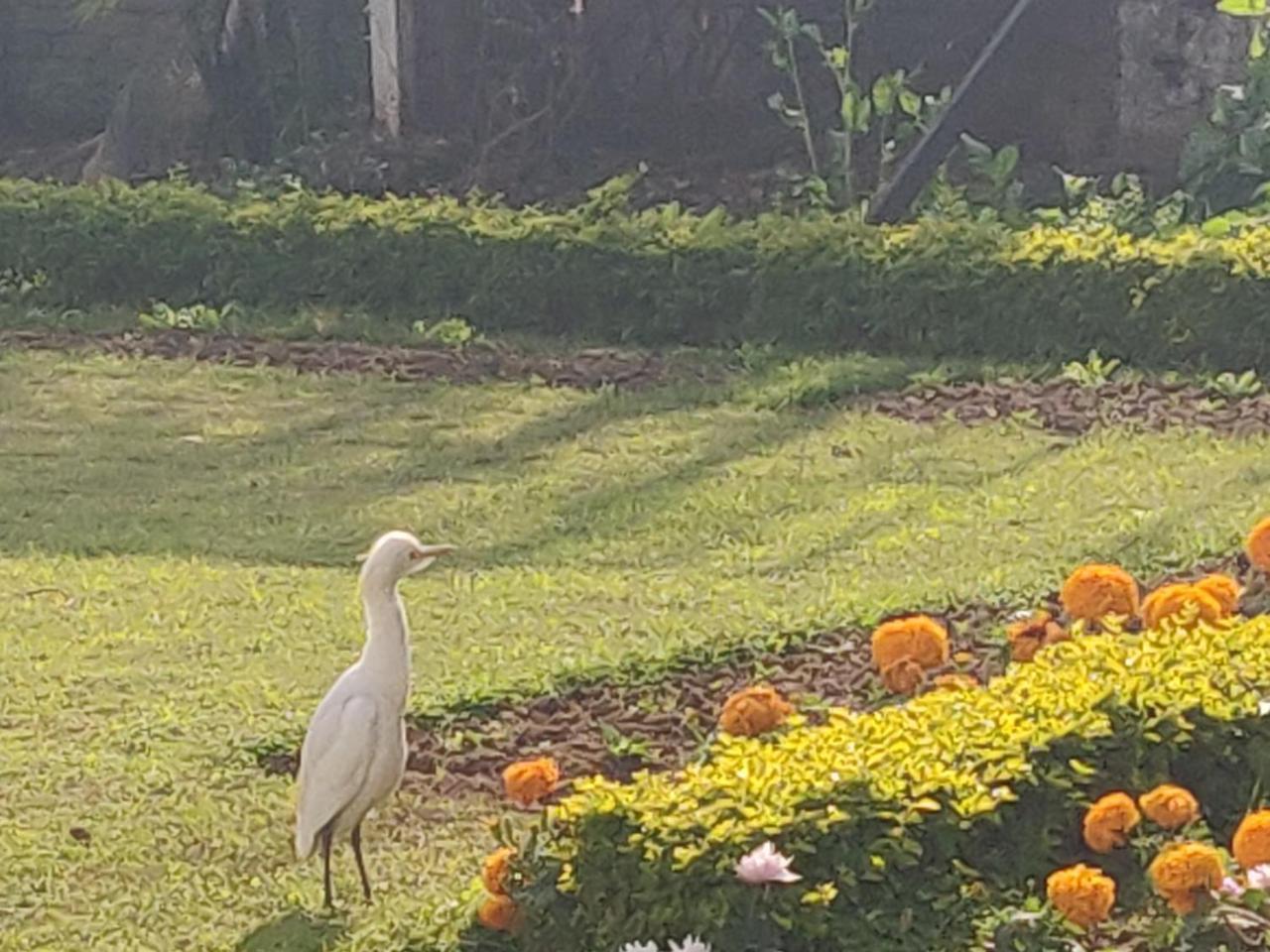 Heritage Homestay Jammu Eksteriør billede