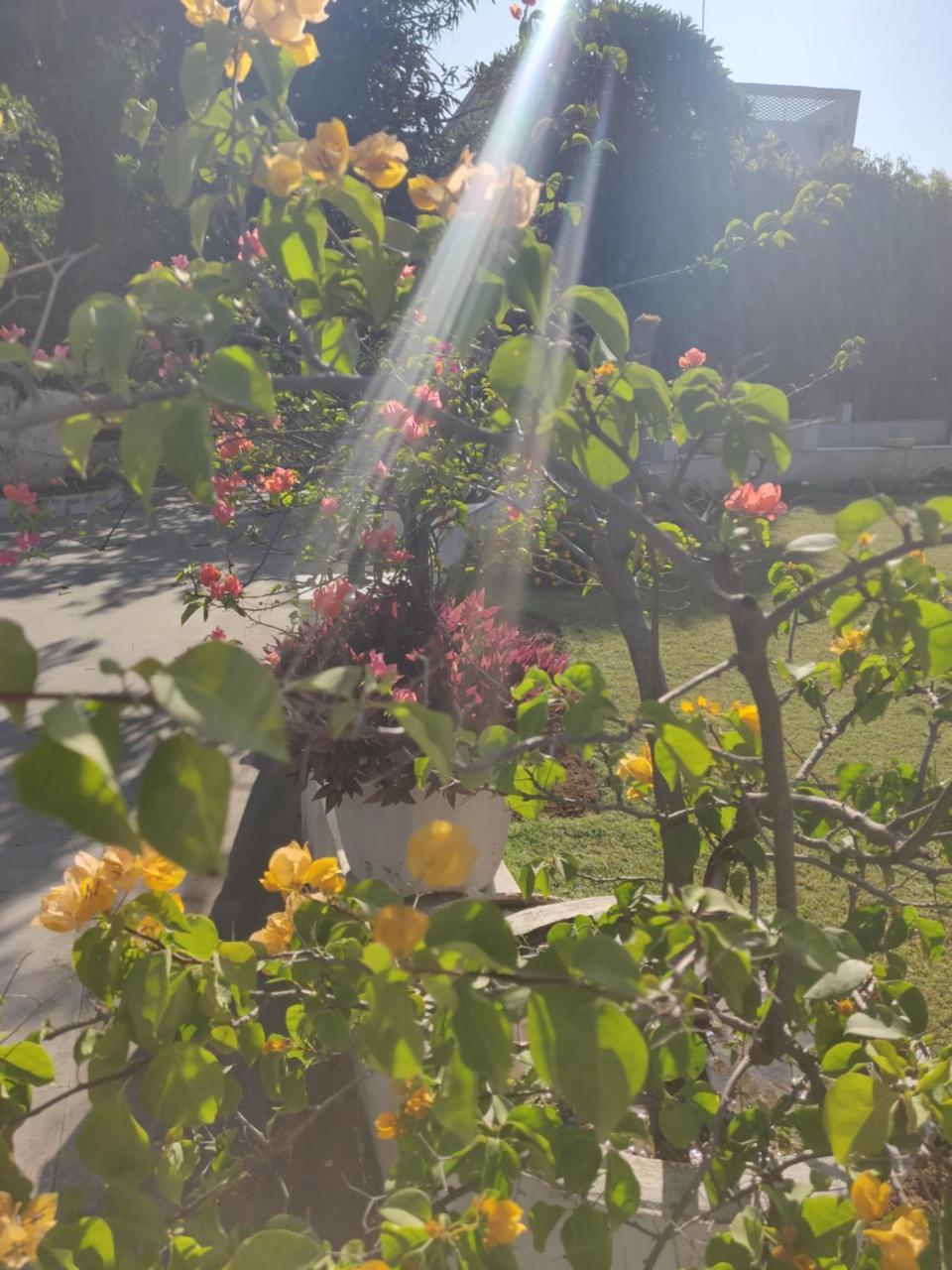 Heritage Homestay Jammu Eksteriør billede