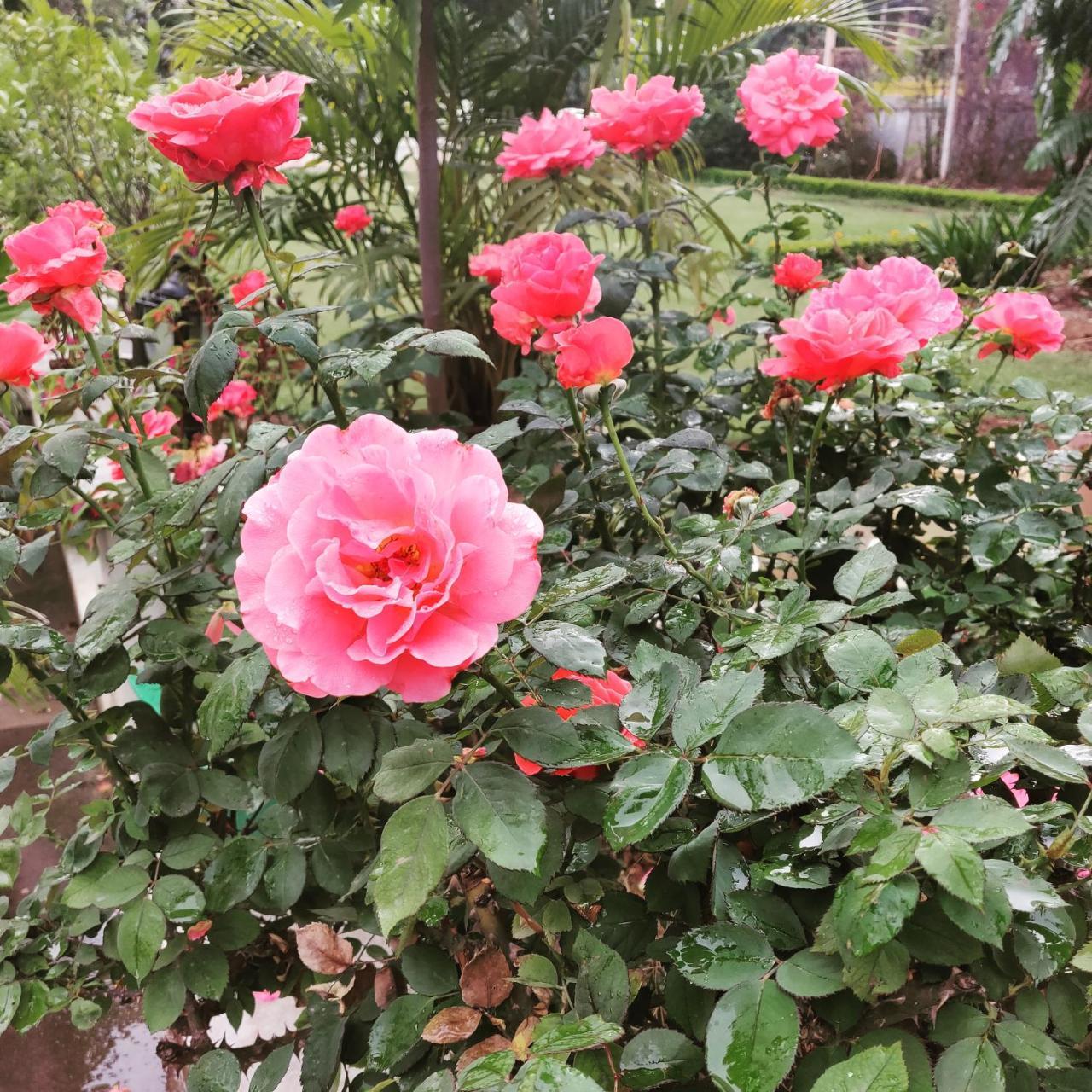 Heritage Homestay Jammu Eksteriør billede